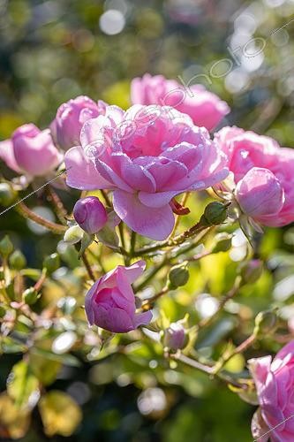 Biosphoto | 2592190 | Rosier paysager 'The Fairy', floraison d'automne | &copy; Marie Aymerez / Biosphoto
