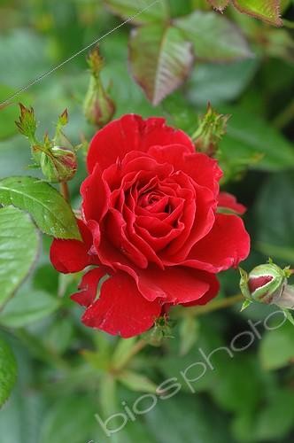 Biosphoto | 2008685 | Rosier 'Ruby Ruby' en fleur dans un jardin  | &copy; Catherine Fruhinsholz / Biosphoto