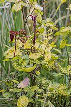Biosphoto | 2546735 | Rosier sévèrement atteint par une virose (Rose mosaic virus complex, aussi appelé RMVc), dans un jardin, France. | &copy; Jean-Michel Groult / Biosphoto