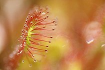 Biosphoto | 944928 | Rossolis à feuilles rondes dans une tourbière France | &copy; Thierry Reminiac / Biosphoto
