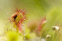 Biosphoto | 2394373 | Rossolis à feuilles rondes (Drosera rotundifolia) avec une larve d'insecte prise au piège, tourbière du Forlet, Alsace, France | &copy; Benoît Personnaz / Biosphoto