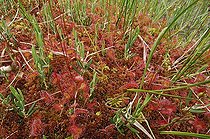 Biosphoto | 283229 | Rossolis à feuilles rondes sur une tourbière Vosges France | &copy; Christophe Sidamon-Pesson / Biosphoto