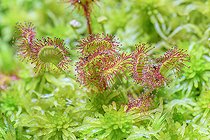 Biosphoto | 2122208 | Rossolis à longues feuilles (Drosera longifolia), Tourbiere de Cerin, Bugey, Ain, France | &copy; Jean-Philippe Delobelle / Biosphoto