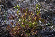 Biosphoto | 2544857 | Rossolis à longues feuilles (Drosera longifolia) dans une tourbière des Vosges du Nord, France | &copy; Jean-Philippe Delobelle / Biosphoto