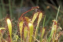 Biosphoto | 34090 | Rossolis et libellule capturée Ecosse | &copy; Alain Pons / Biosphoto