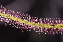 Biosphoto | 31437 | Rossolis filiforme ou Droséra Piège semi-actif à tentacules | &copy; Muriel Hazan / Biosphoto