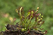Biosphoto | 2065460 | Rossolis intermédiaire (Drosera intermedia). Tuvesjön, Hornsborg, Småland. Suède | &copy; Steen Drozd Lund / Biosphoto