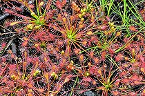 Biosphoto | 2101162 | Rossolis intermédiaire (Drosera intermedia). Habitat : tourbières. Vallée d'Ossau, Pyrénées, France | &copy; Georges Lopez / Biosphoto