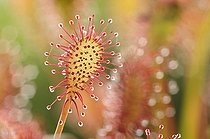 Biosphoto | 1938660 | Rossolis intermédiaire - Espagne | &copy; Marcos Veiga / Visual and Written - Photo Collection / Biosphoto