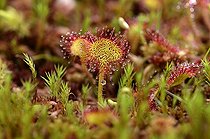 Biosphoto | 1363243 | Rossollis à feuilles rondes dans une tourbière des Vosges | &copy; Denis Bringard / Biosphoto