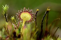 Biosphoto | 1363244 | Rossollis à feuilles rondes dans une tourbière des Vosges | &copy; Denis Bringard / Biosphoto