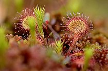 Biosphoto | 1363368 | Rossollis à feuilles rondes dans une tourbière des Vosges | &copy; Denis Bringard / Biosphoto