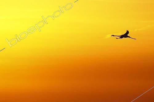Biosphoto | 2007875 | Rosy Greater Flamingo in flight at sunrise - Camargue France | &copy; Christophe Ravier / Biosphoto