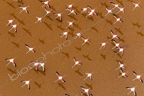 Biosphoto | 2093547 | Rosy Greater Flamingo (Phoenicopterus ruber roseus) in flight, Bahìa de Cadiz, Spain | &copy; Óscar Díez Martínez / Biosphoto