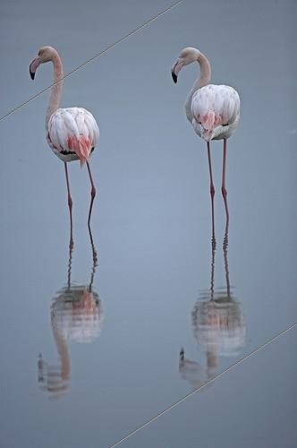 Biosphoto | 828329 | Rosy Greater Flamingoes  Camargue France | &copy; David Allemand / Biosphoto