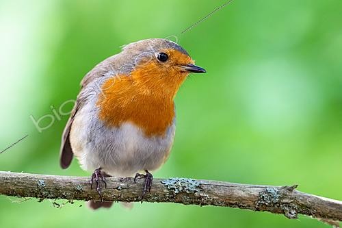Biosphoto | 2629110 | Rouge-gorge familier (Erithacus rubecula) sur une branche, lac de Longemer, Vosges, France | &copy; Stéphane Vitzthum / Biosphoto