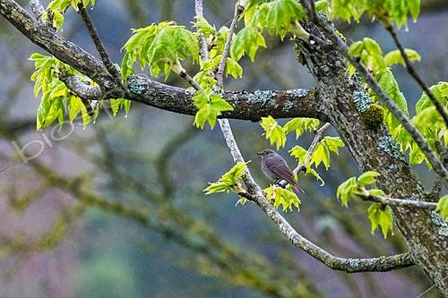 Biosphoto | 2621183 | Rouge-queue noir (Phoenicurus ochruros) sur une branche sous la pluie, jardin botanique Jean-Marie Pelt, Nancy, Lorraine, France | &copy; Stéphane Vitzthum / Biosphoto