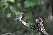 Biosphoto | 1250807 | Rougegorge familier avec une baie de Cotoneaster dans le bec | &copy; Claude Balcaen / Biosphoto