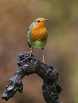 Biosphoto | 2608907 | Rougegorge familier (Erithacus rubecula), Valladolid, Espagne | &copy; Ignacio Yufera / Biosphoto