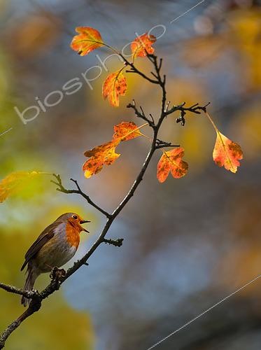 Biosphoto | 2439892 | Rougegorge familier (Erithacus rubecula) chant d'automne sur une aubépine, Parc naturel régional des Vosges du Nord, France | &copy; Michel Rauch / Biosphoto