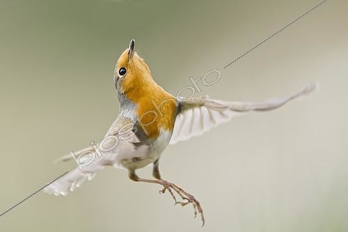 Biosphoto | 2409036 | Rougegorge familier (Erithacus rubecula) en vol, Ligurie, Italie | &copy; Marco Marchelli / BIA / Biosphoto