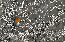 Biosphoto | 2496014 | Rougegorge familier (Erithacus rubecula) sur des branches givrées, Parc naturel régional des Vosges du Nord, France | &copy; Michel Rauch / Biosphoto