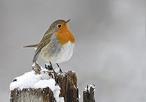 Biosphoto | 2420929 | Rougegorge familier (Erithacus rubecula) sur une souche en hiver, Parc naturel régional des Vosges du Nord, France | &copy; Michel Rauch / Biosphoto