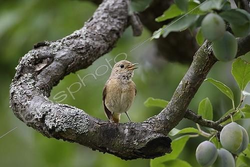 Biosphoto | 948548 | Rougequeue à front blanc dans un Quetschier en été France ; Invectives à proximité du nid. | &copy; Thierry Reminiac / Biosphoto