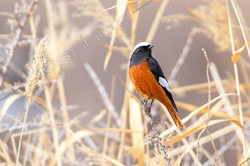 Biosphoto | 2551388 | Rougequeue de Güldenstädt (Phoenicurus erythrogastrus) Mâle adulte sur roseaux en hiver au Ladakh | &copy; Bastien Chaix / Biosphoto