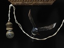 Biosphoto | 2088721 | Rougequeue noir (Phoenicurus ochruros) s'envolant d'un fil électrique, Espagne | &copy; Mario Cea Sanchez / Biosphoto