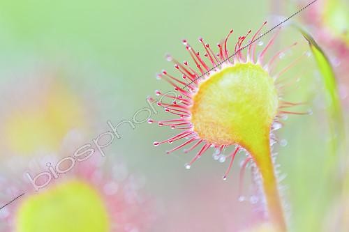 Biosphoto | 2146635 | Round-leaved Sundew (Drosera rotundifolia), Auvergne, France | &copy; Monique Morin / Biosphoto