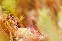 Biosphoto | 2394372 | Round-leaved sundew (Drosera rotundifolia) close up leaf with insect larva prey, Forlet peatland, Alsace, France | &copy; Benoît Personnaz / Biosphoto