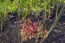 Biosphoto | 2153551 | Round-leaved sundew (Drosera rotundifolia) in a peat bog in summer, Lake Blanchemer, Vosges, France | &copy; André Simon / Biosphoto