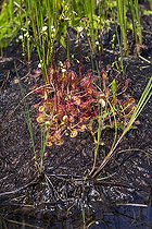 Biosphoto | 2153552 | Round-leaved sundew (Drosera rotundifolia) in a peat bog in summer, Lake Blanchemer, Vosges, France | &copy; André Simon / Biosphoto