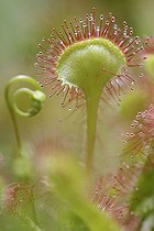 Biosphoto | 944923 | Round-leaved sundew in a bog France | &copy; Thierry Reminiac / Biosphoto