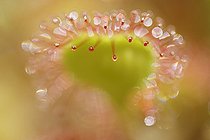 Biosphoto | 945029 | Round-leaved sundew in a bog France | &copy; Thierry Reminiac / Biosphoto
