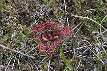 Biosphoto | 2019088 | Round leaved sundew - Isle of Lewis Scotland UK | &copy; Mark Boulton / Biosphoto