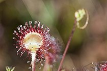 Biosphoto | 1259596 | Round-leaved Sundew Vosges France | &copy; Joël Héras / Biosphoto