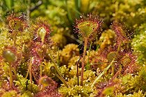 Biosphoto | 2044518 | Roundleaf sundew - Cerin peat bog Bugey France | &copy; Jean-Philippe Delobelle / Biosphoto