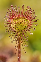 Biosphoto | 2044519 | Roundleaf sundew - Cerin peat bog Bugey France | &copy; Jean-Philippe Delobelle / Biosphoto