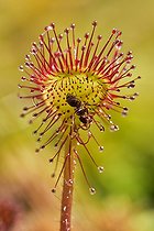 Biosphoto | 2044520 | Roundleaf sundew - Cerin peat bog Bugey France | &copy; Jean-Philippe Delobelle / Biosphoto