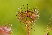 Biosphoto | 2044521 | Roundleaf sundew - Cerin peat bog Bugey France | &copy; Jean-Philippe Delobelle / Biosphoto
