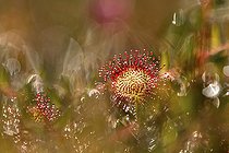 Biosphoto | 2101587 | Roundleaf sundew (Drosera rotundifolia), France | &copy; Olivier Gutfreund / Biosphoto