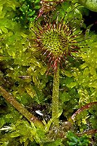 Biosphoto | 2049395 | Roundleaf sundew in bloom in Catalonia - Spain | &copy; Antoni Agelet / Biosphoto