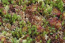 Biosphoto | 289103 | Roundleaf sundews in a peat bog Doubs France | &copy; Christophe Sidamon-Pesson / Biosphoto