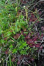 Biosphoto | 2037161 | Roundleaf sundews in Catalonia - Spain | &copy; Antoni Agelet / Biosphoto