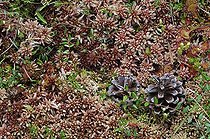 Biosphoto | 289107 | Roundleaf sundews in Sphagnum Doubs France | &copy; Christophe Sidamon-Pesson / Biosphoto