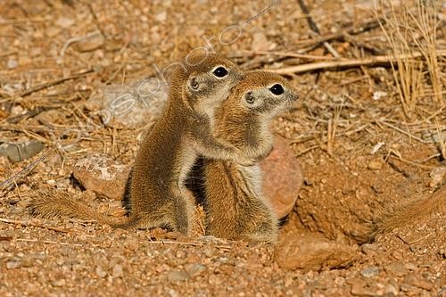 Biosphoto | 2444999 | Roundtail Ground Squirrel Young (Citellus tereticaudus) - Arizona - Found in parts of Nevada-California and Arizona extending down into NW Mexico - Lives in low desert-mesquite-creosote bush and cactus - Above ground most of the year - Feeds on seeds and probably insects | &copy; John Cancalosi / Biosphoto