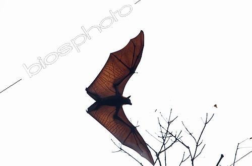 Biosphoto | 2279139 | Roussette de Malaisie (Pteropus vampyrus) en vol, Sud Thaïlande | &copy; Henry Ausloos / Biosphoto