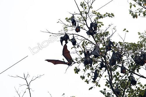 Biosphoto | 2279140 | Roussettes de Malaisie (Pteropus vampyrus) s'envolant, Sud Thaïlande | &copy; Henry Ausloos / Biosphoto